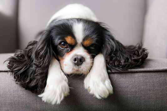 Follow These Steps If Your Pet Has an Anxiety Problem