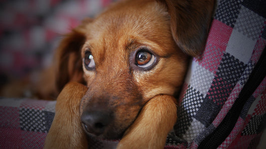 Does Your Dog Have Any Separation Anxiety?