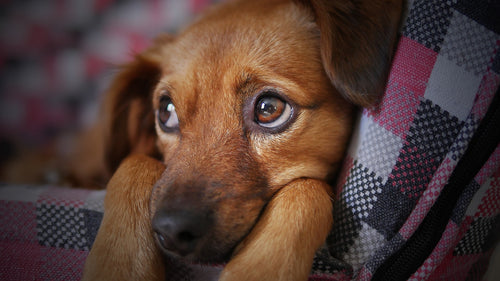 Does Your Dog Have Any Separation Anxiety?
