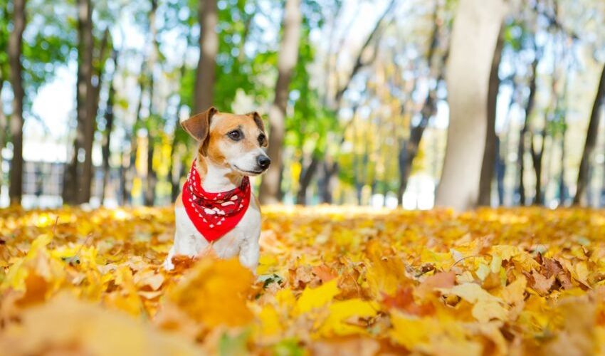 Fall Pet Safety Tips – Wespaw Pets