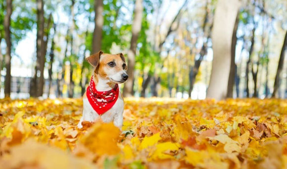 dog in leaves