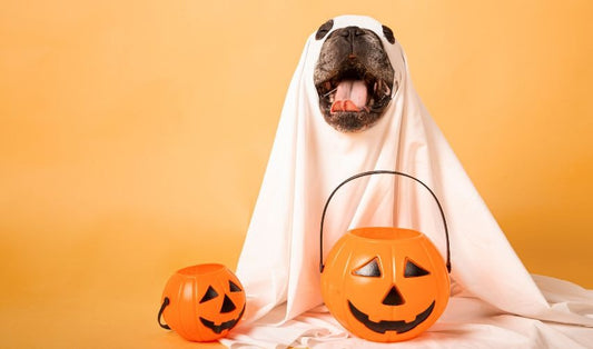 Halloween with Pets: Tips for a Safe and Stress-Free Celebration