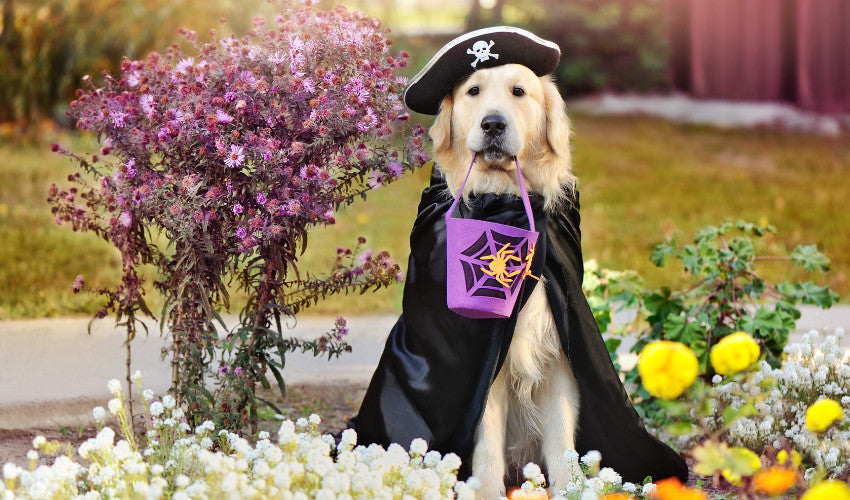 Pet Costumes 101: How to Choose a Comfortable and Safe Halloween Outfit