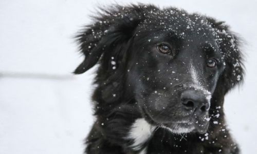 Cold Weather Safety for Pets