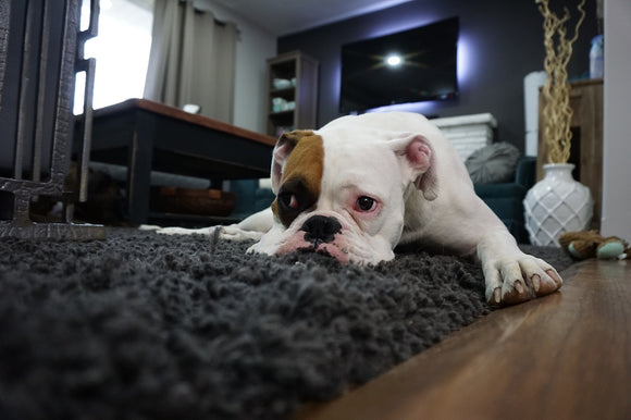5 Household Items That Could Harm Your Pets