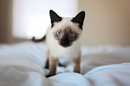 Boarding Tips & Tricks for Your Cat