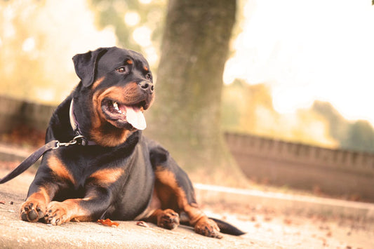 The Pros and Cons of Doggy Daycare