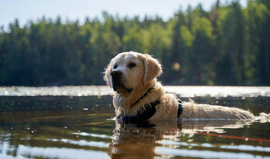 Water Fun and Water Safety for Pets