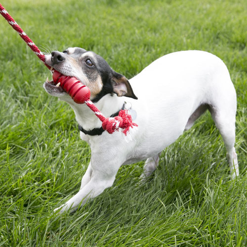 Kong Dental with Rope