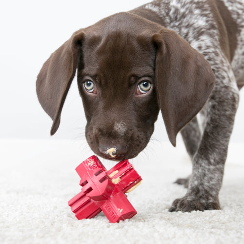 KONG Jump'N Jack Dog Toy