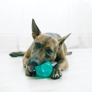 KONG Dental Squeezz Ball Dog Toy