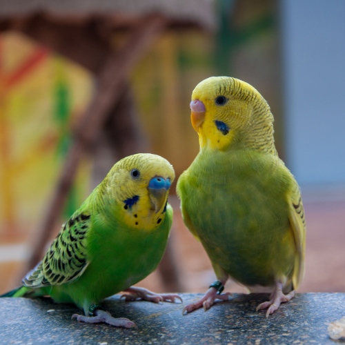 Two vibrant green budgies sit closely on a perch, one looking at the camera. The background is softly blurred, adding warmth and coziness.