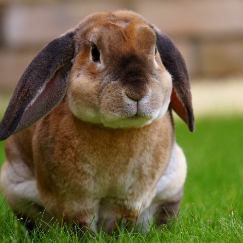 A fluffy brown lop-eared rabbit sits on lush green grass. Its ears droop gently, and it gazes towards the camera with a calm expression.