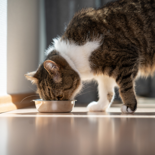 A tabby cat with white patches is eating from a metal bowl on a wooden floor, bathed in warm sunlight. The scene is peaceful and content.