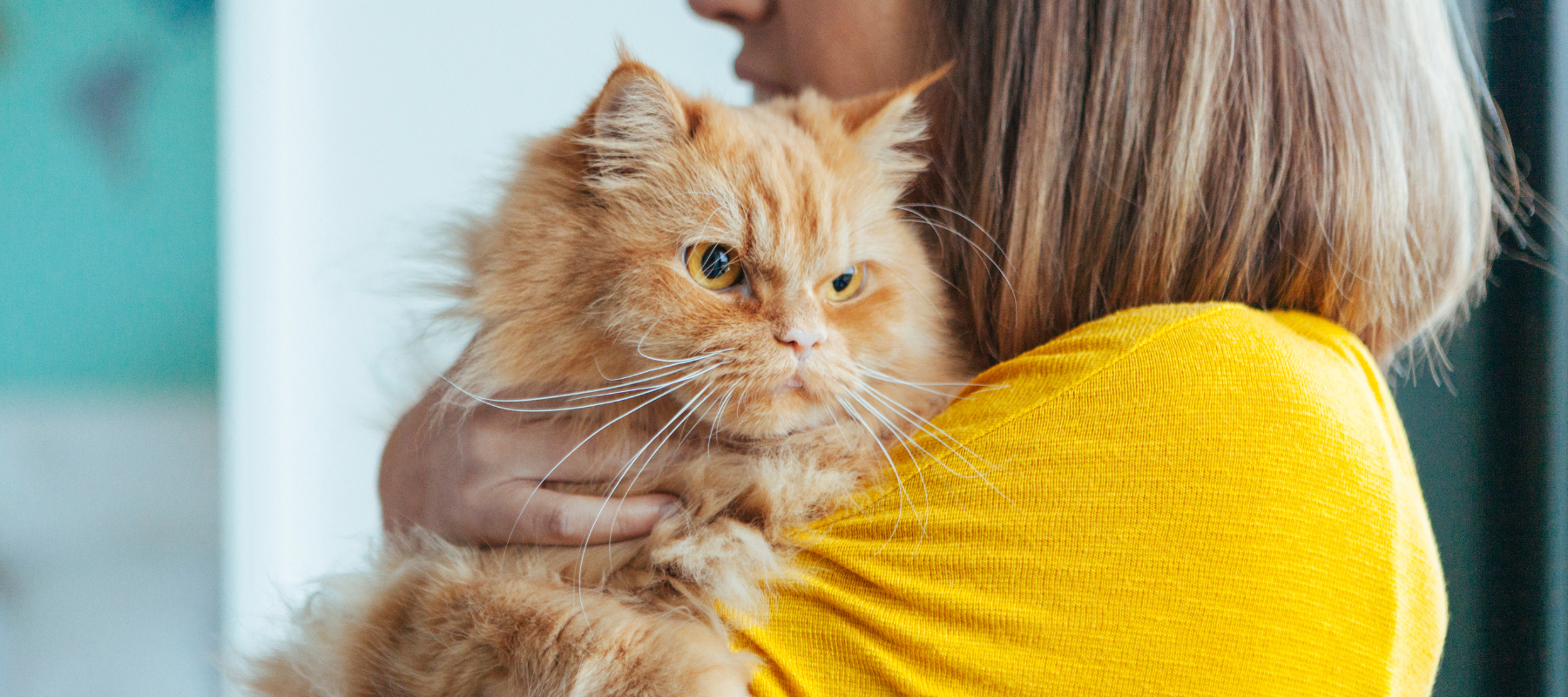 A woman in a yellow shirt holds a fluffy orange cat. The cat looks alert and slightly grumpy. The image conveys warmth and affection.
