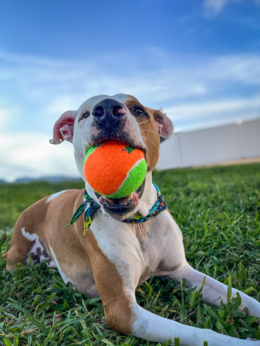 Spunky Pup Squeaky Tennis Balls Dog Toy