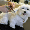 Coastal Pet Products Safari Dog Grooming Combs for Medium and Fine Coats (4 1/2
