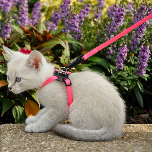 Coastal Pet Li'l Pals Adjustable Kitten Harness and 6' Leash Combo (Black)